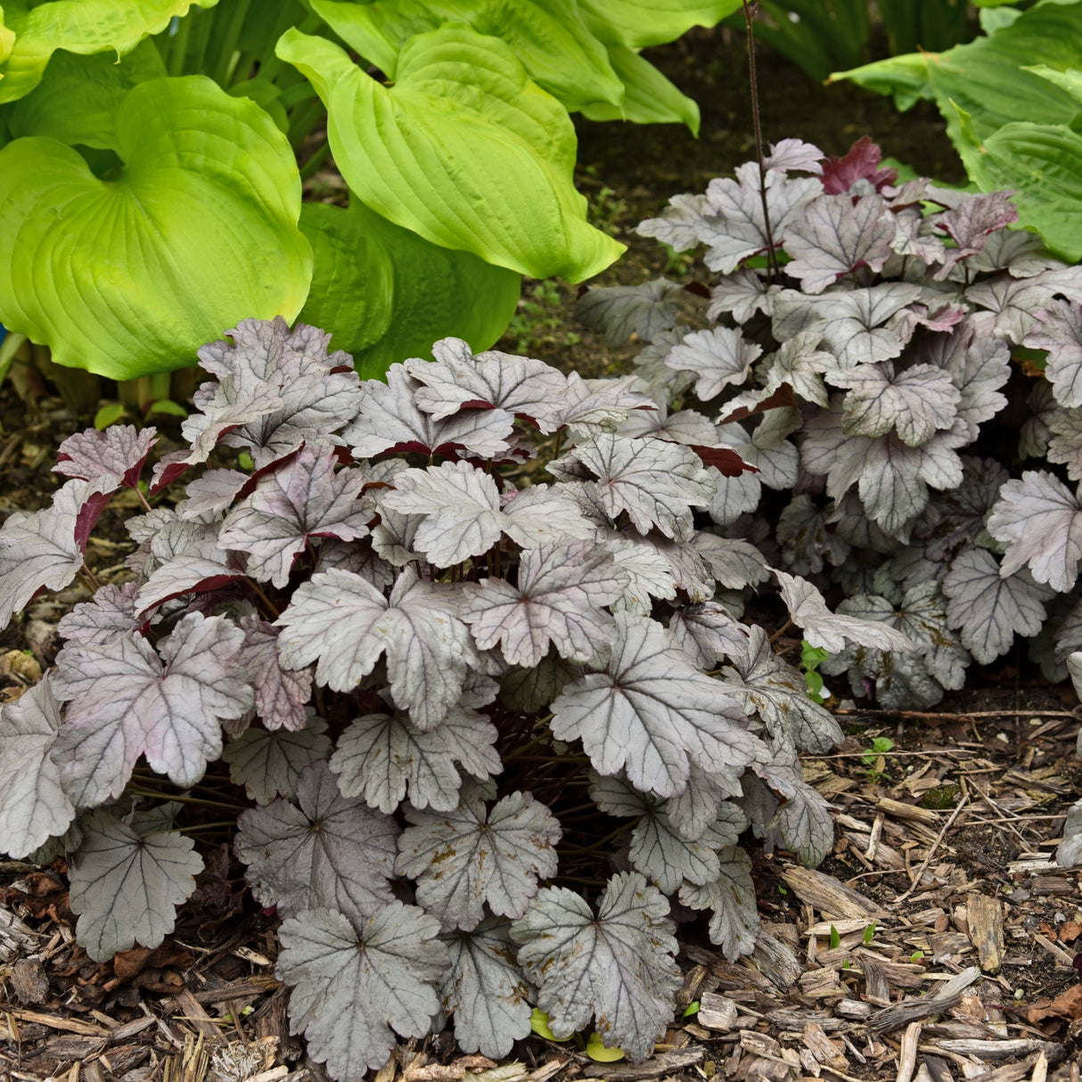 Heuchera 'Smoke and Mirrors' PP31785