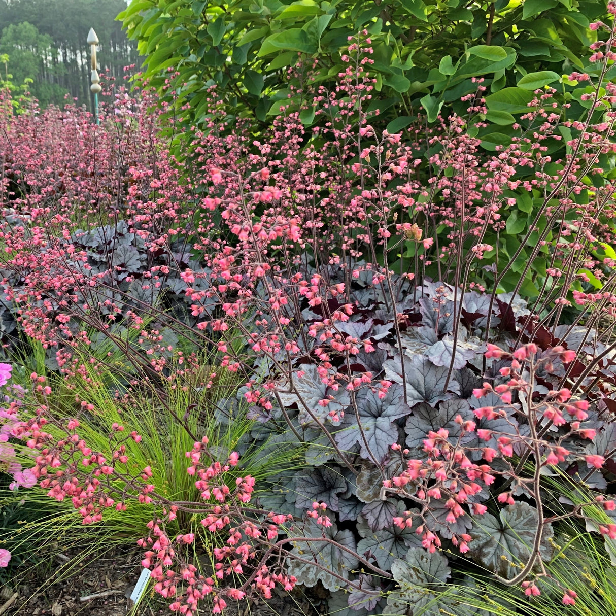 Heuchera 'Smoke and Mirrors' PP31785