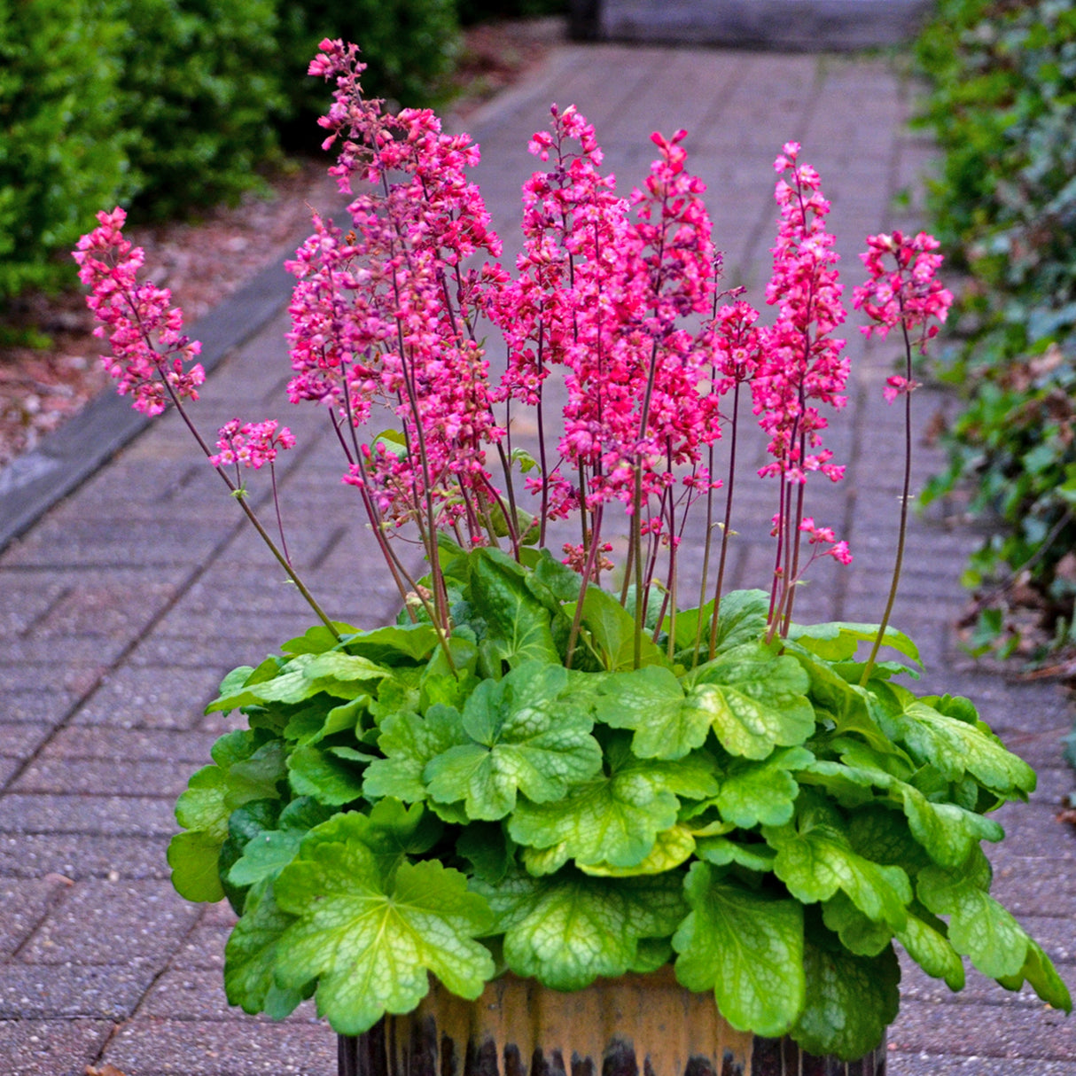 Heuchera 'Timeless Glow' PPAF