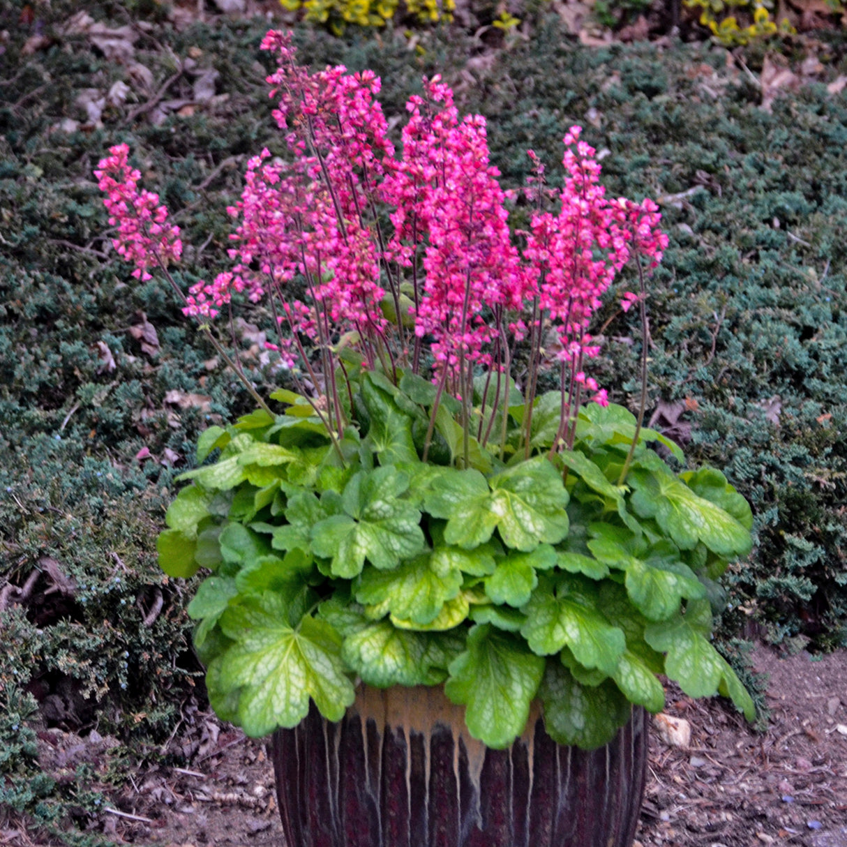 Heuchera 'Timeless Glow' PPAF