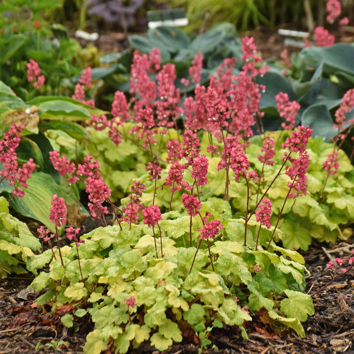 Heuchera 'Timeless Glow' PPAF