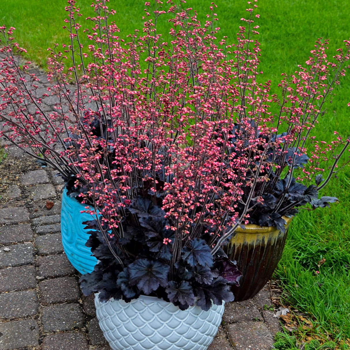 Heuchera 'Timeless Night' PPAF