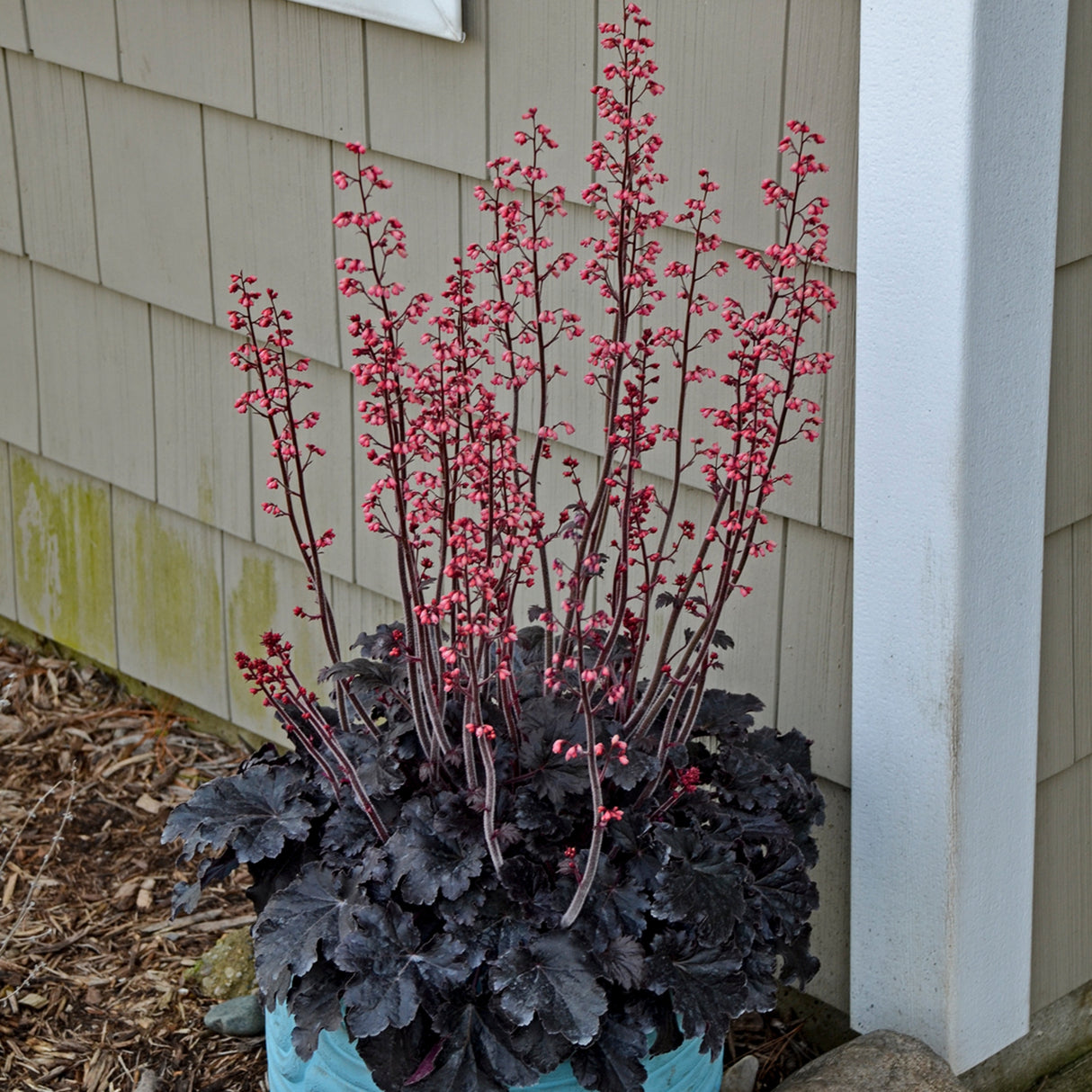 Heuchera 'Timeless Night' PPAF