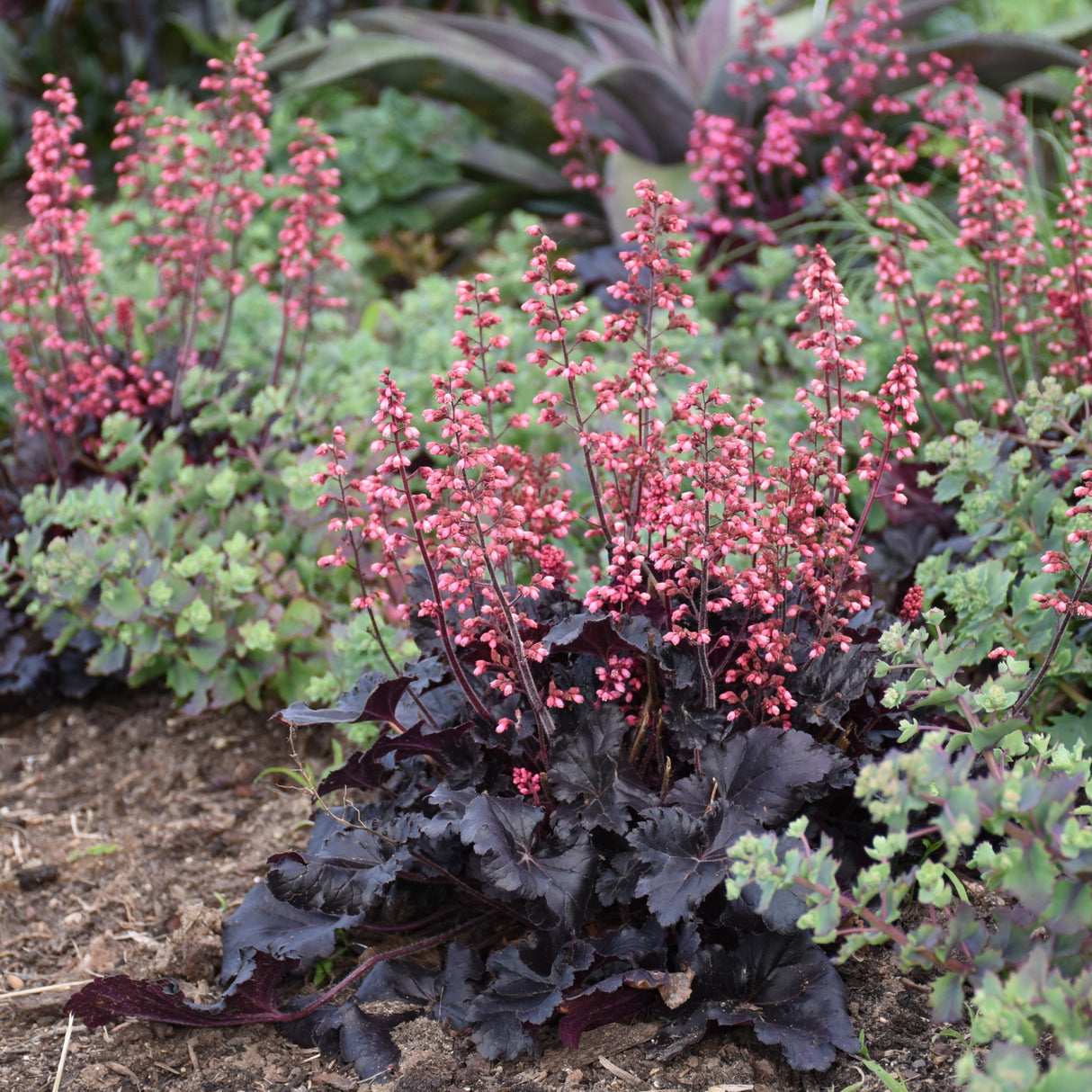 Heuchera 'Timeless Night' PPAF