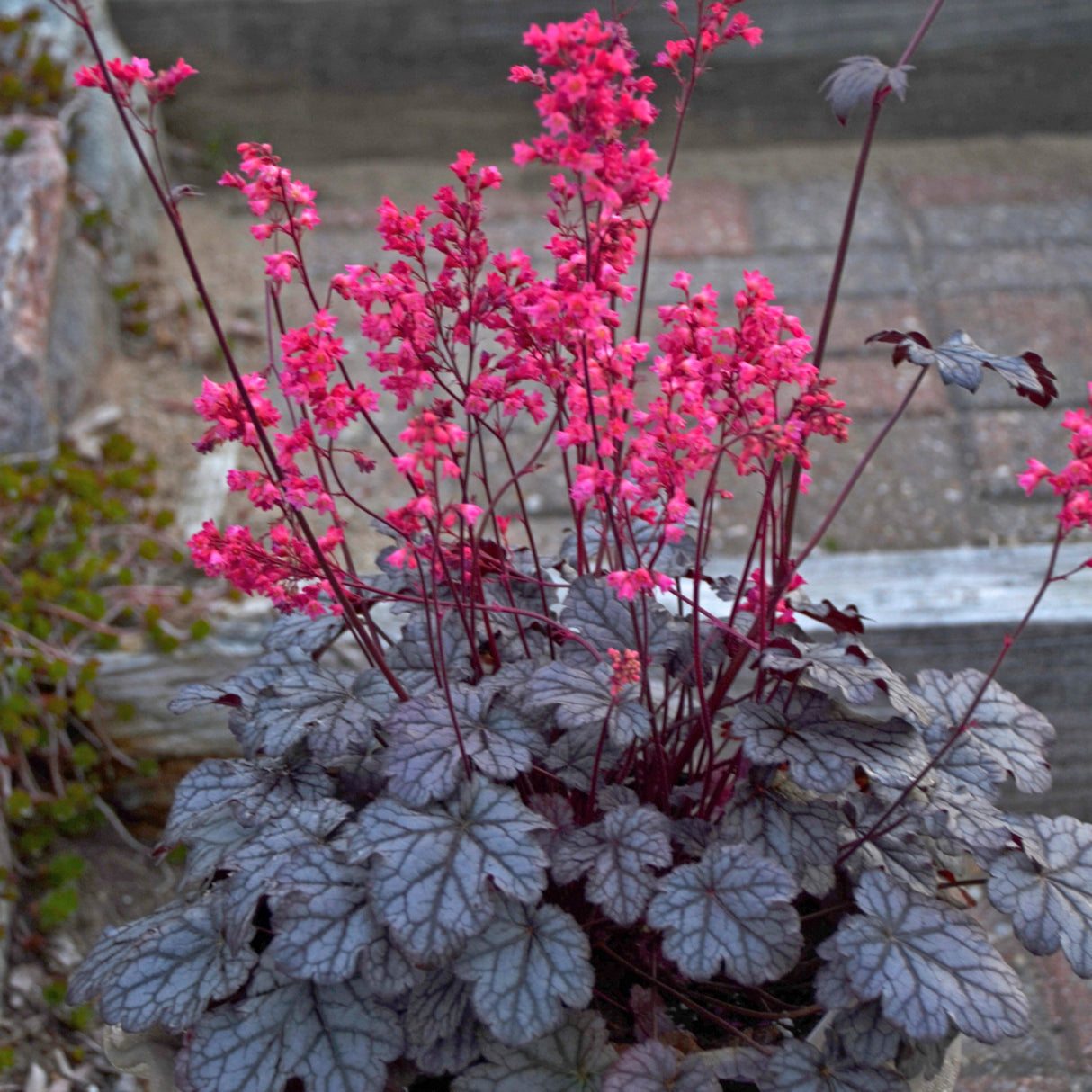 Heuchera 'Timeless Treasure' PP31987