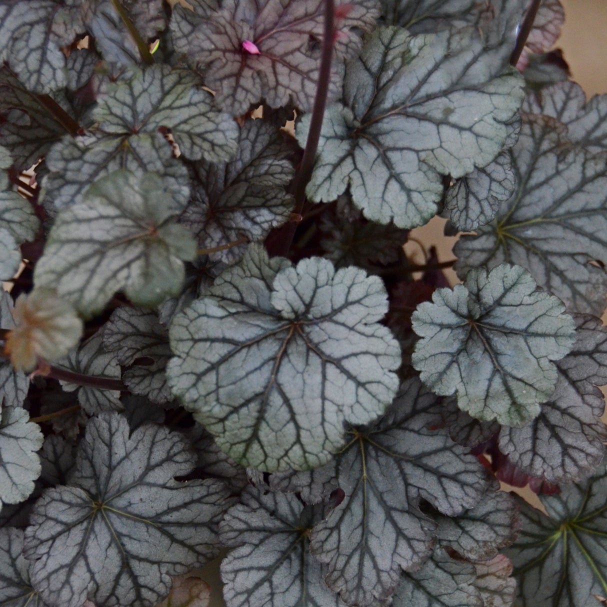 Heuchera 'Timeless Treasure' PP31987