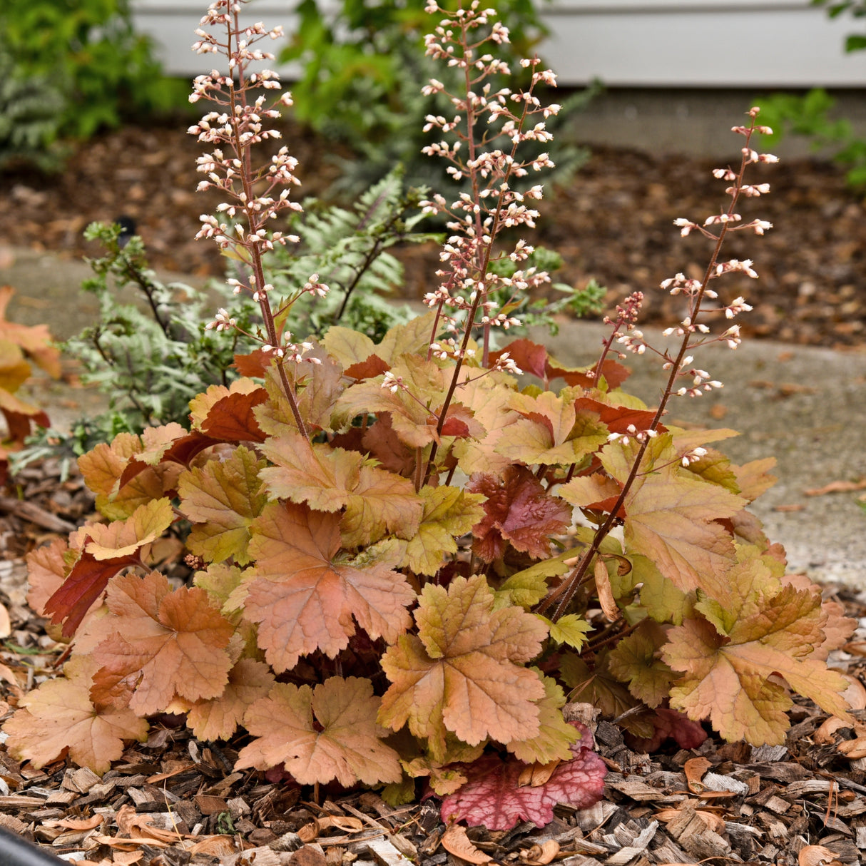 Heuchera 'Toffee Tart' PP33694