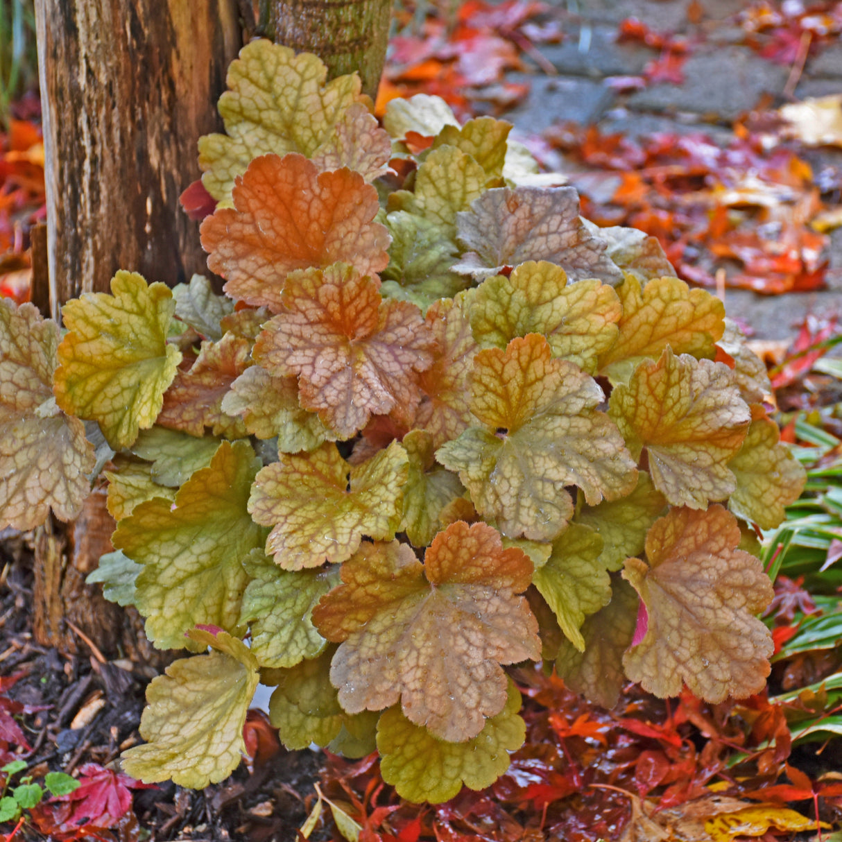 Heuchera 'Toffee Tart' PP33694