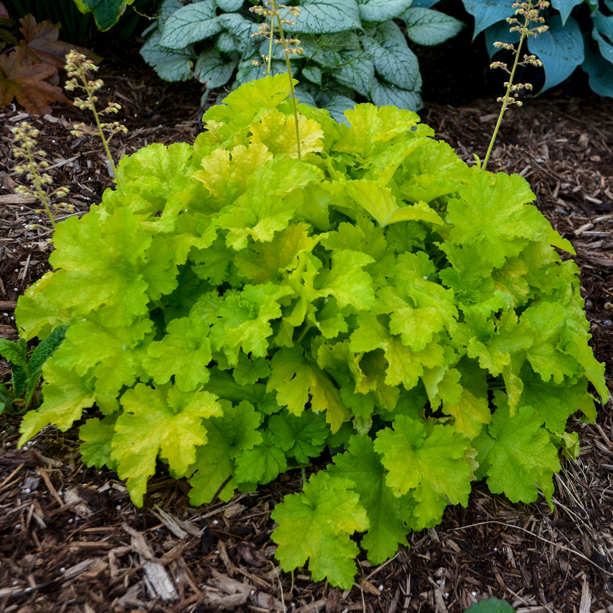 Heuchera 'Twist of Lime' PP30618