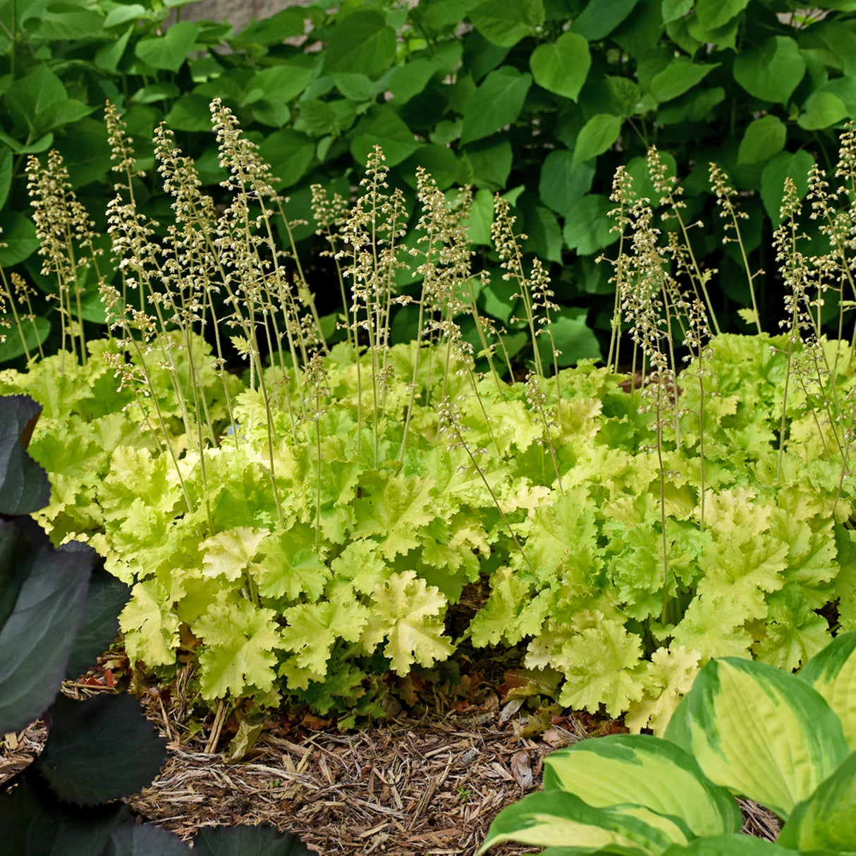 Heuchera 'Twist of Lime' PP30618