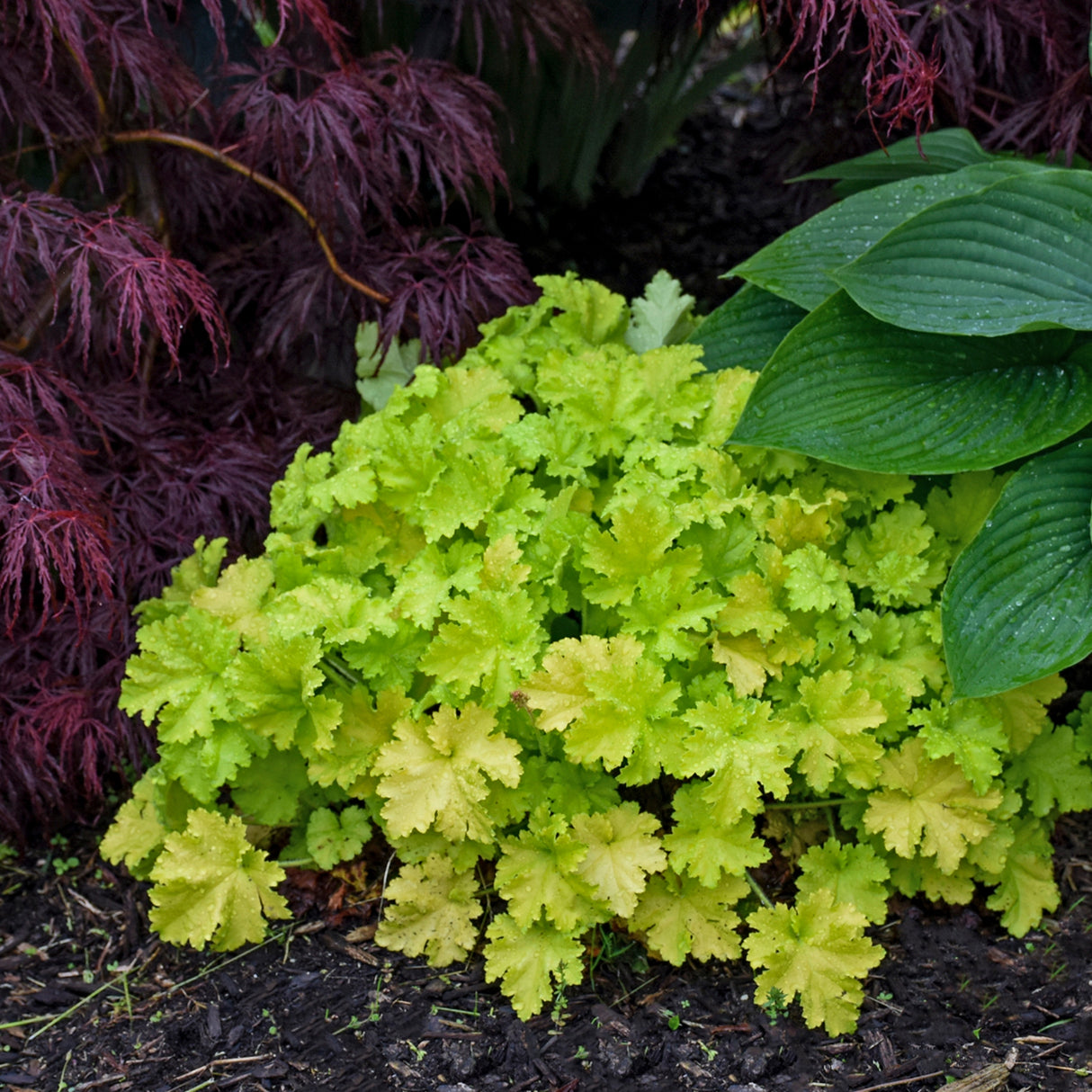 Heuchera 'Twist of Lime' PP30618