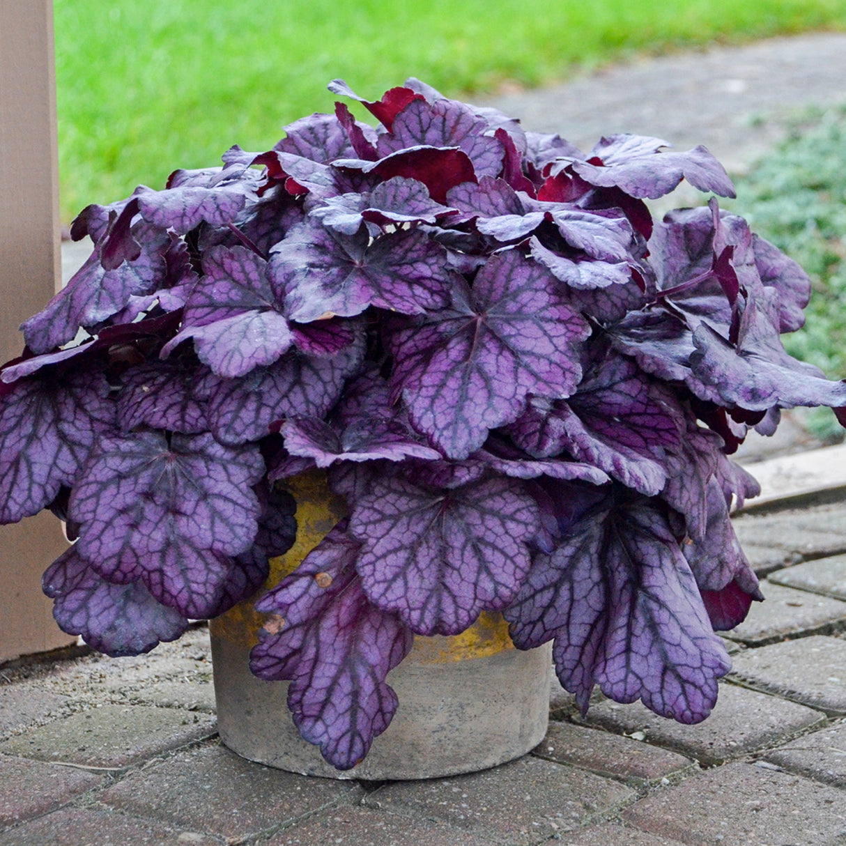 Heuchera 'Wild Rose' PP29923