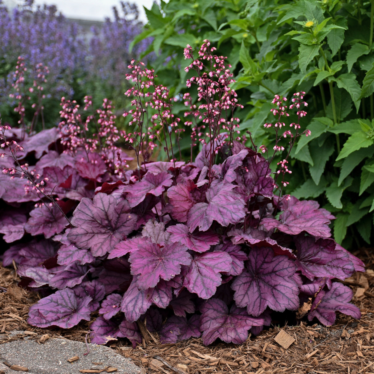 Heuchera 'Wild Rose' PP29923
