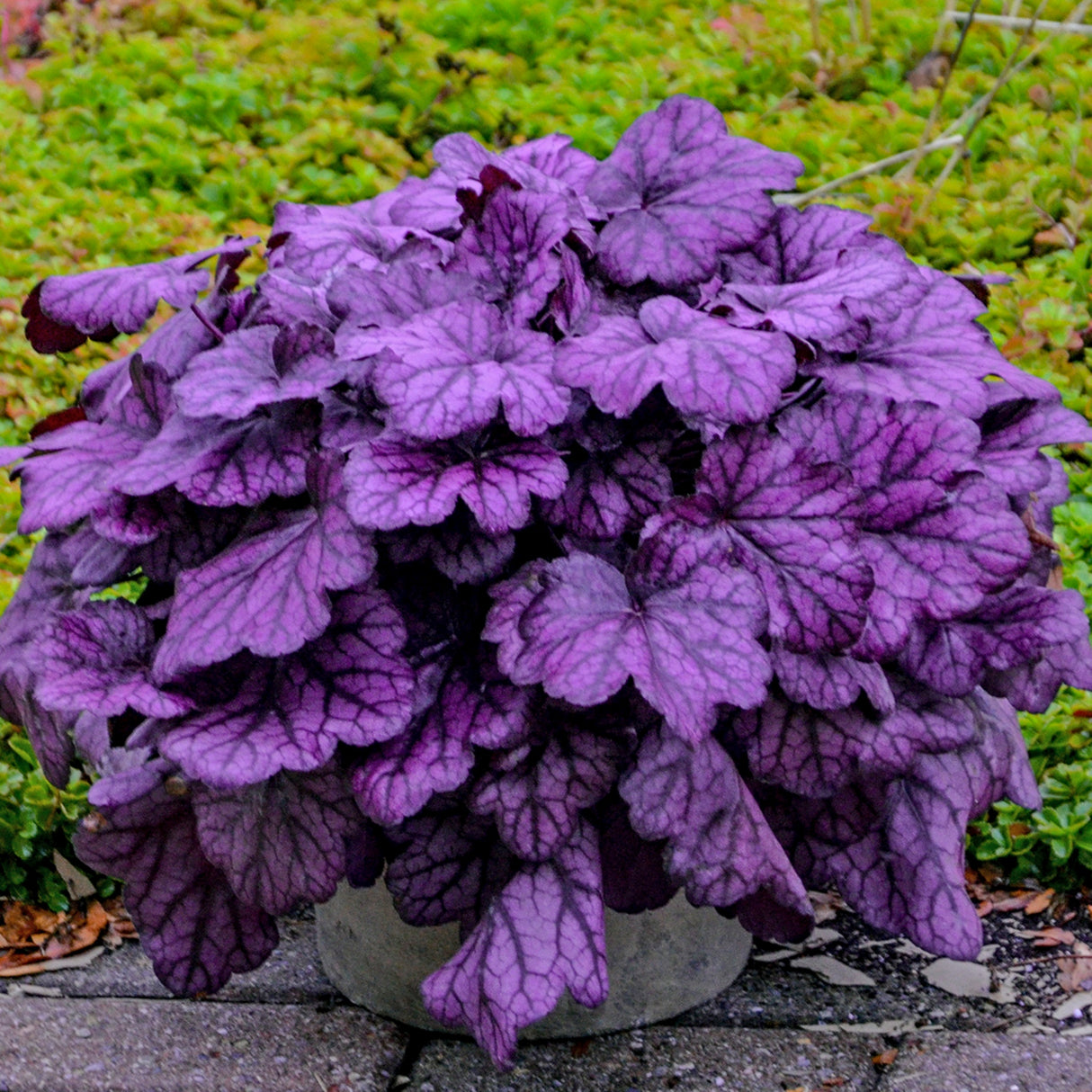 Heuchera 'Wild Rose' PP29923