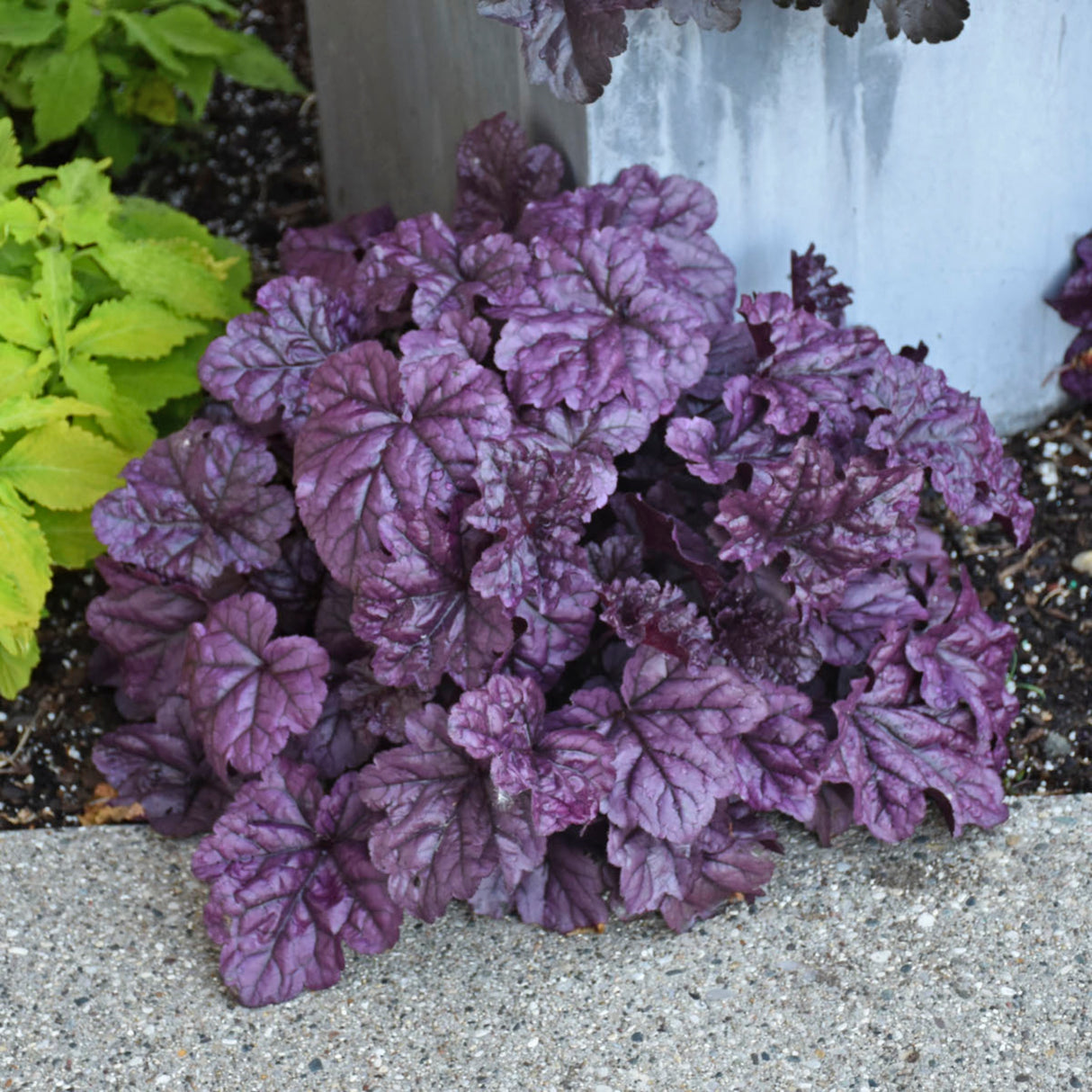 Heuchera 'Wildberry' PP31222