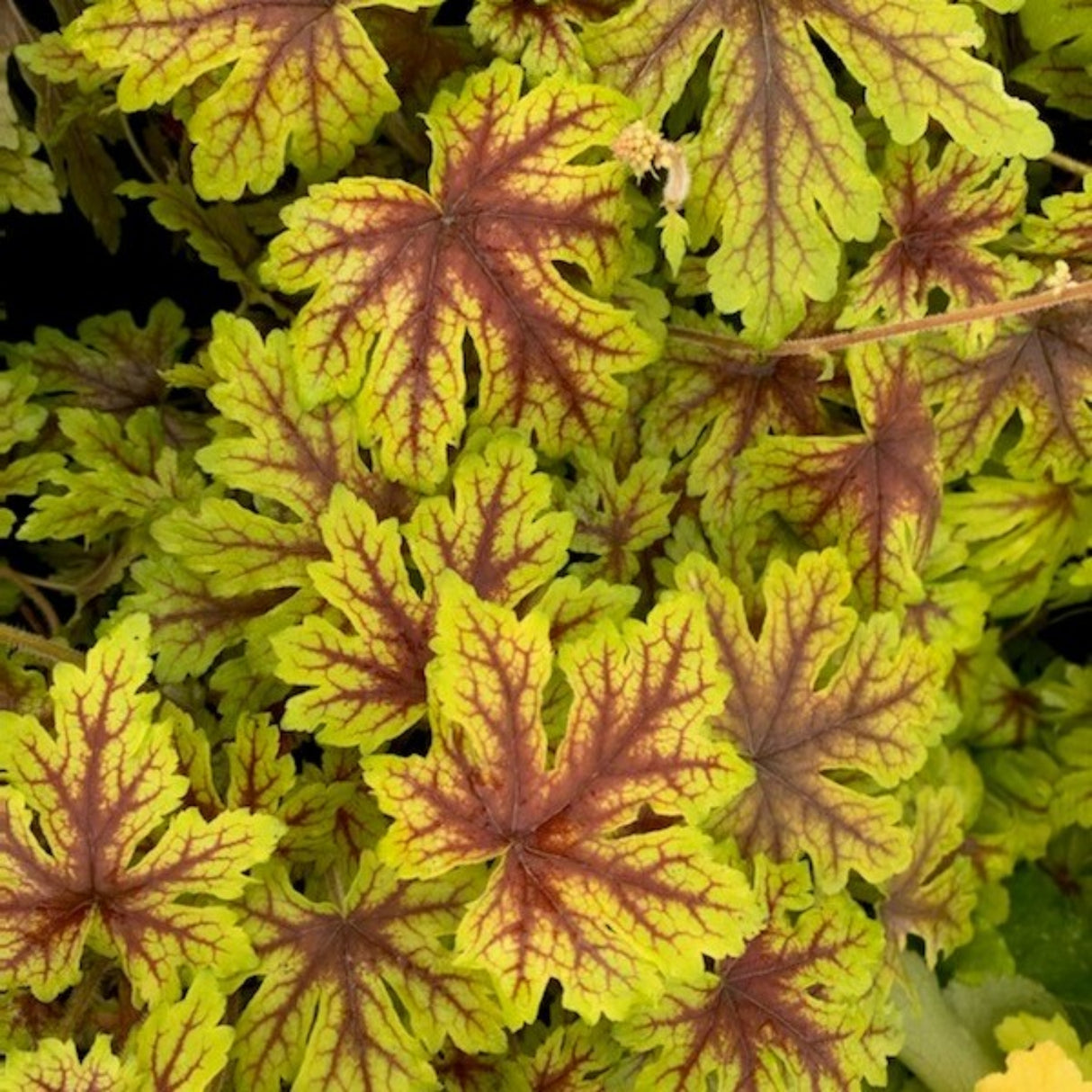 Heucherella 'Capture the Flag' PP35675