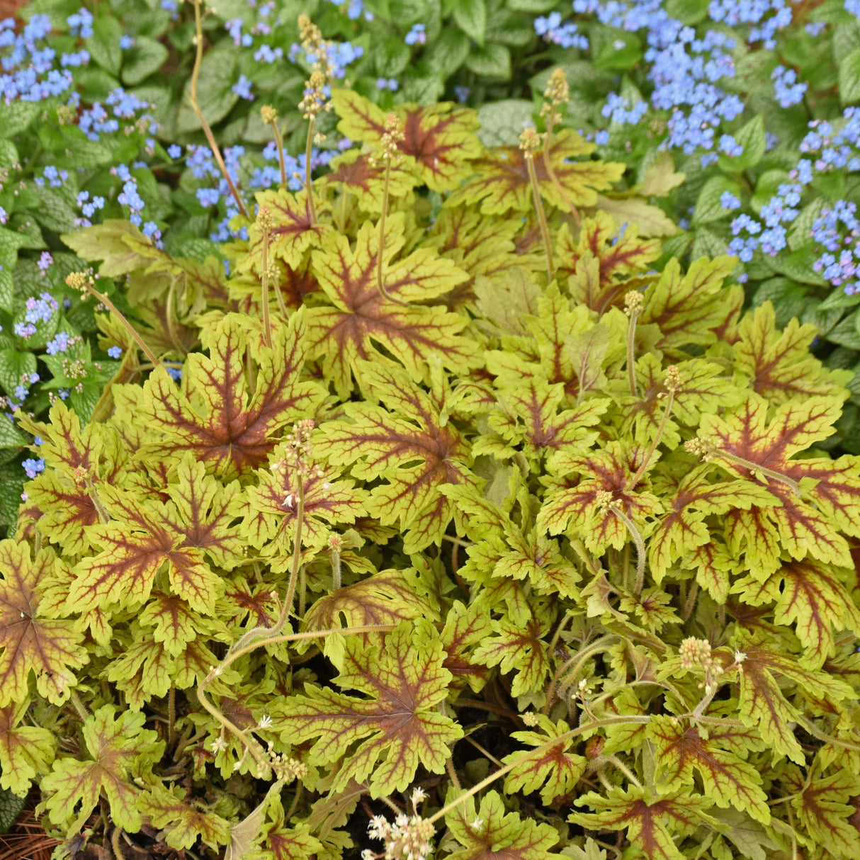 Heucherella 'Capture the Flag' PP35675