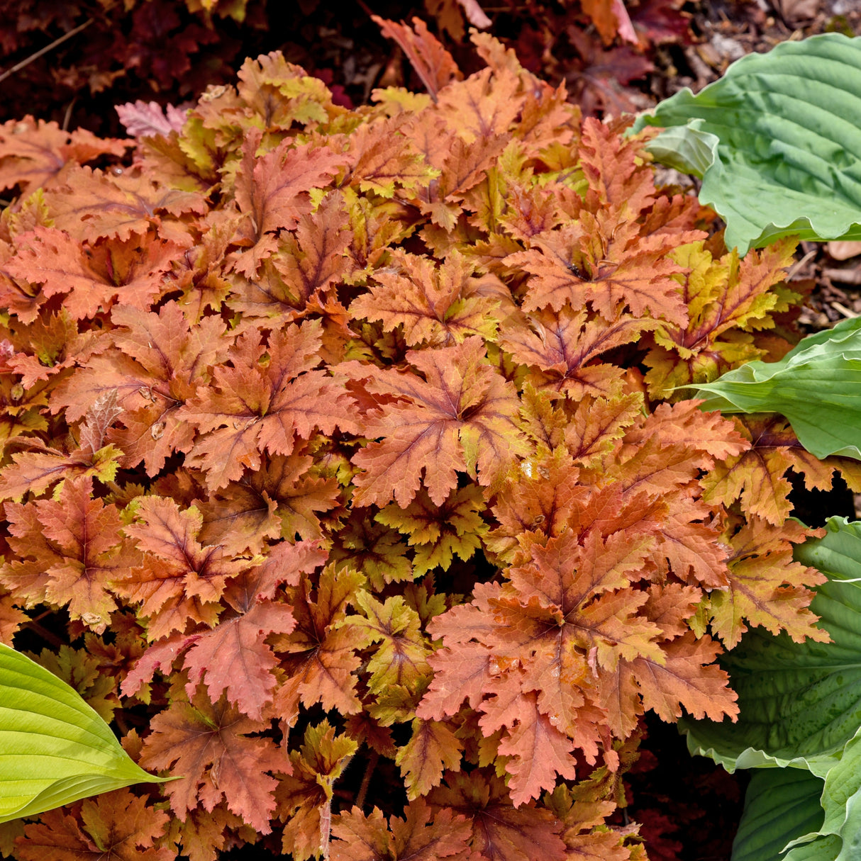 Heucherella 'Copper King' PPAF