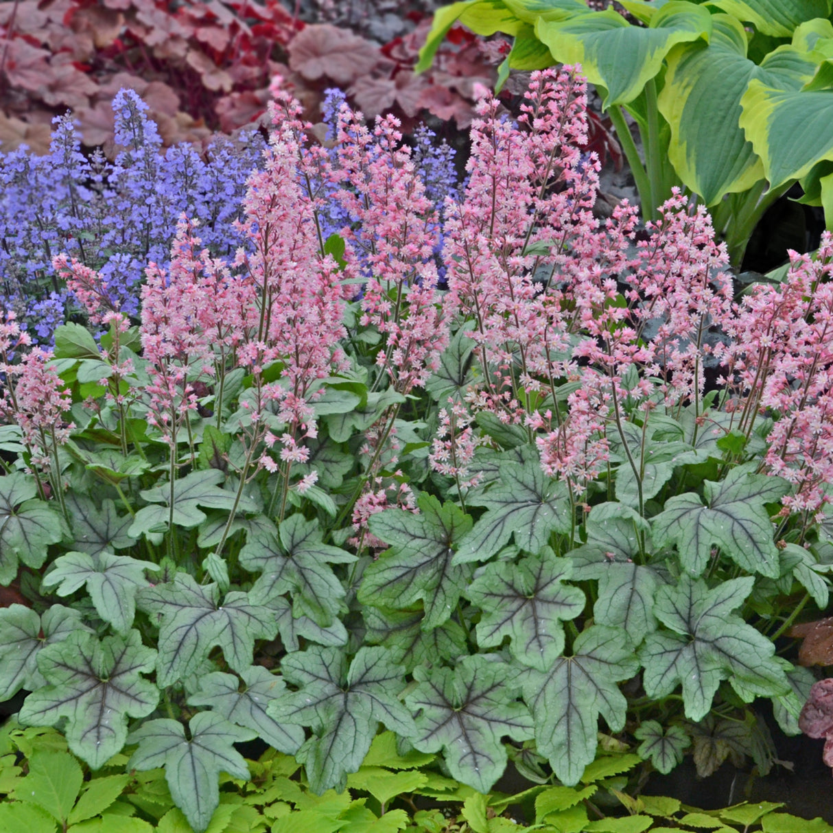 Heucherella 'Pink Fizz' PP26947