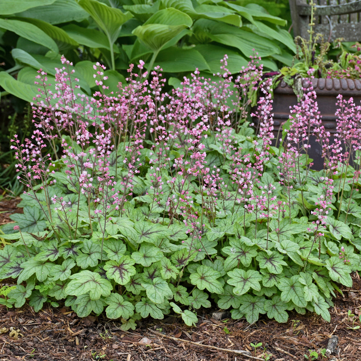 Heucherella 'Pink Fizz' PP26947