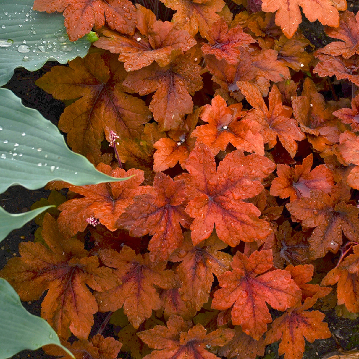 Heucherella 'Pumpkin Spice' PP29925