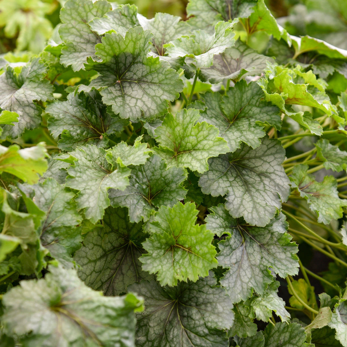 Heucherella 'Shadow Tag' PPAF CPBRAF