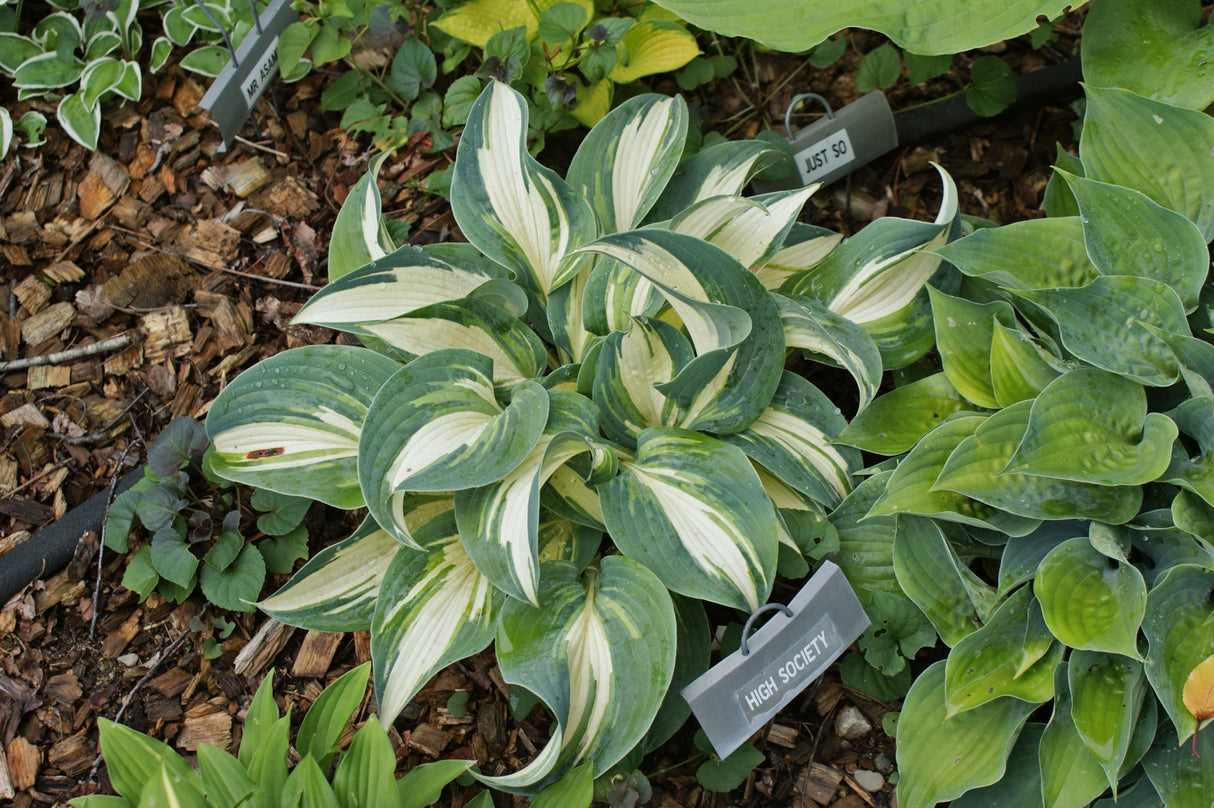 High Society PP17313 Hosta