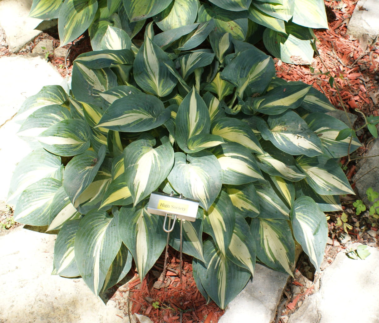 High Society PP17313 Hosta