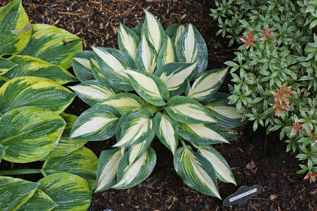 High Society PP17313 Hosta