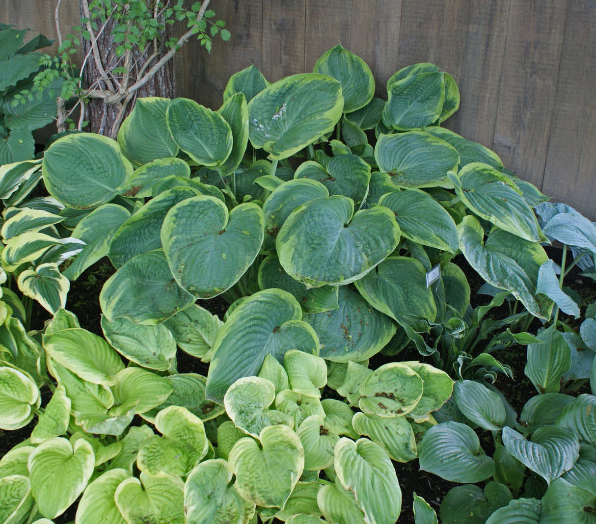 His Honor Hosta