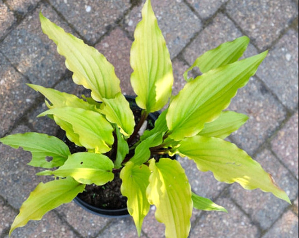 Holar Curved Waterfall Hosta Courtesy of Ronny Van Keer