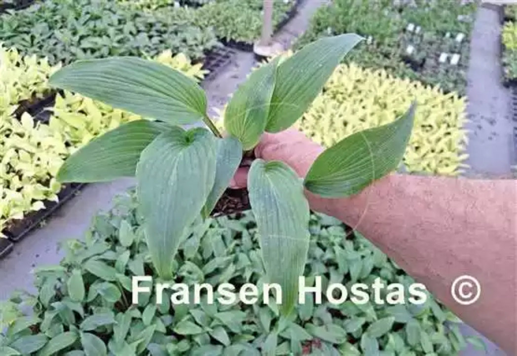 Holar Deepest Purple Hosta Courtesy of Fransen Hostas