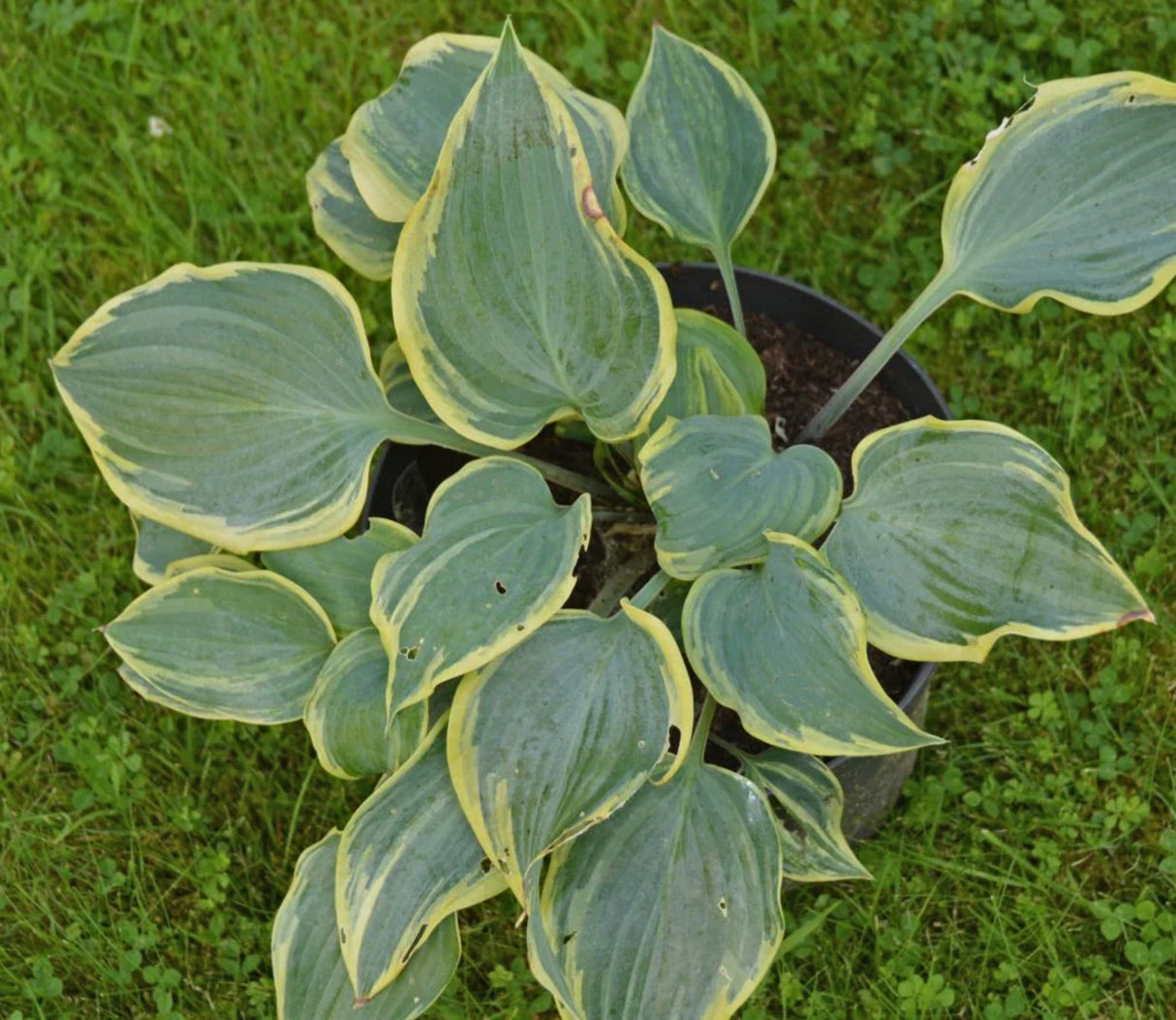 Holar Fiery Sky Hosta