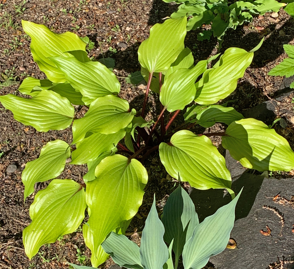Holar Garnet Crow Hosta From NH Hostas