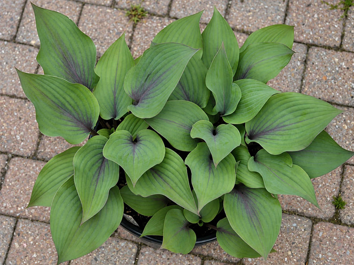 Hosta 'Holar Purple Flash' Courtesy of Ronny Van Keer