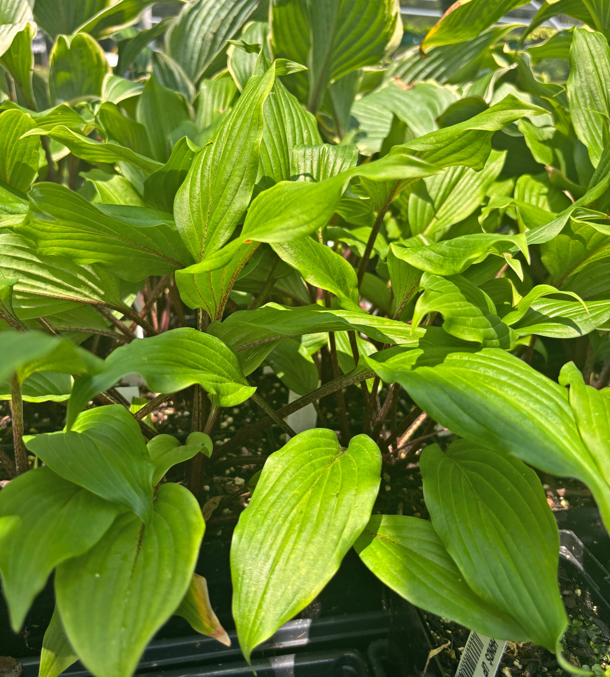 Holar Sing My Life Hosta