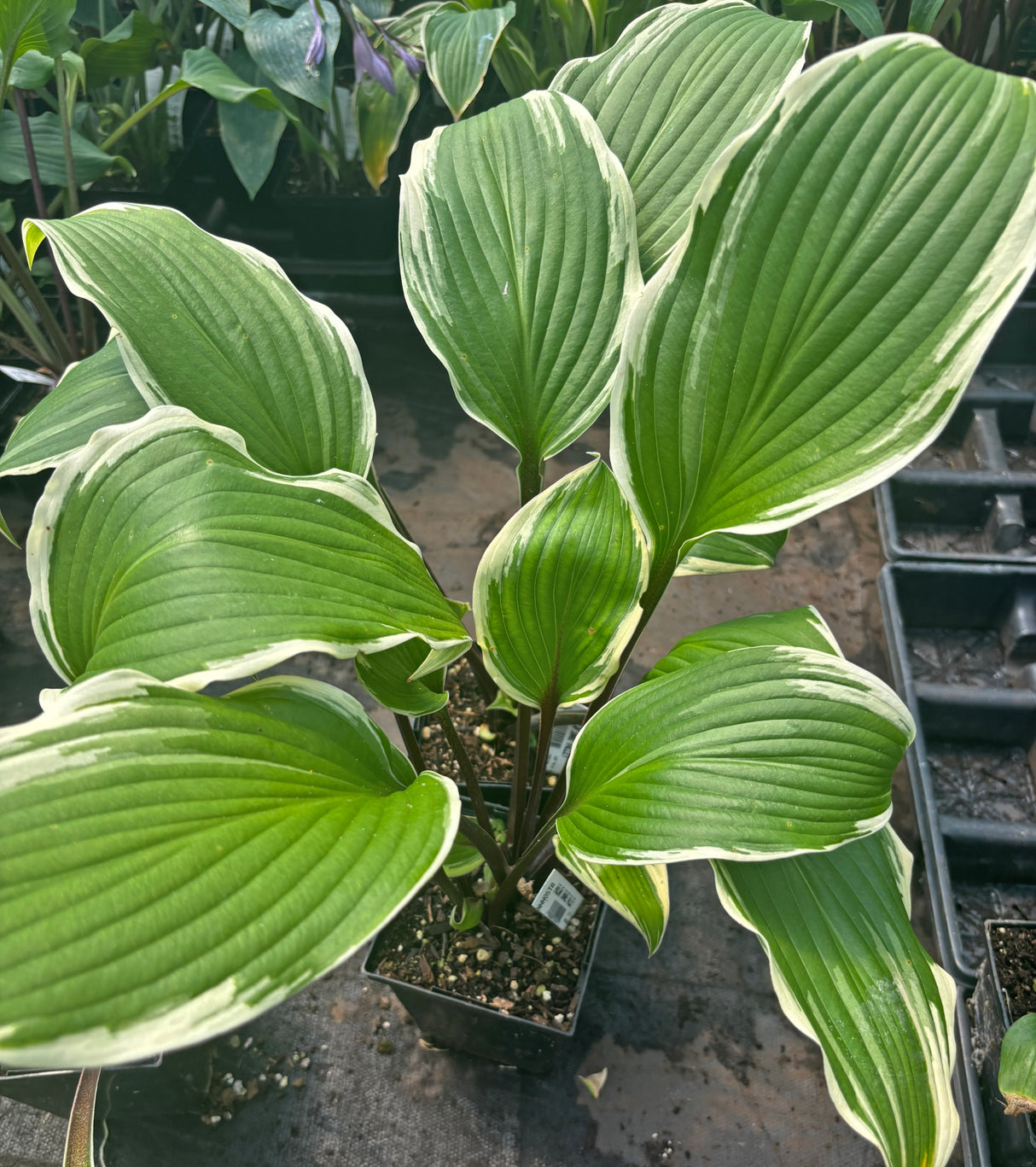 Holar Snake Valley Hosta