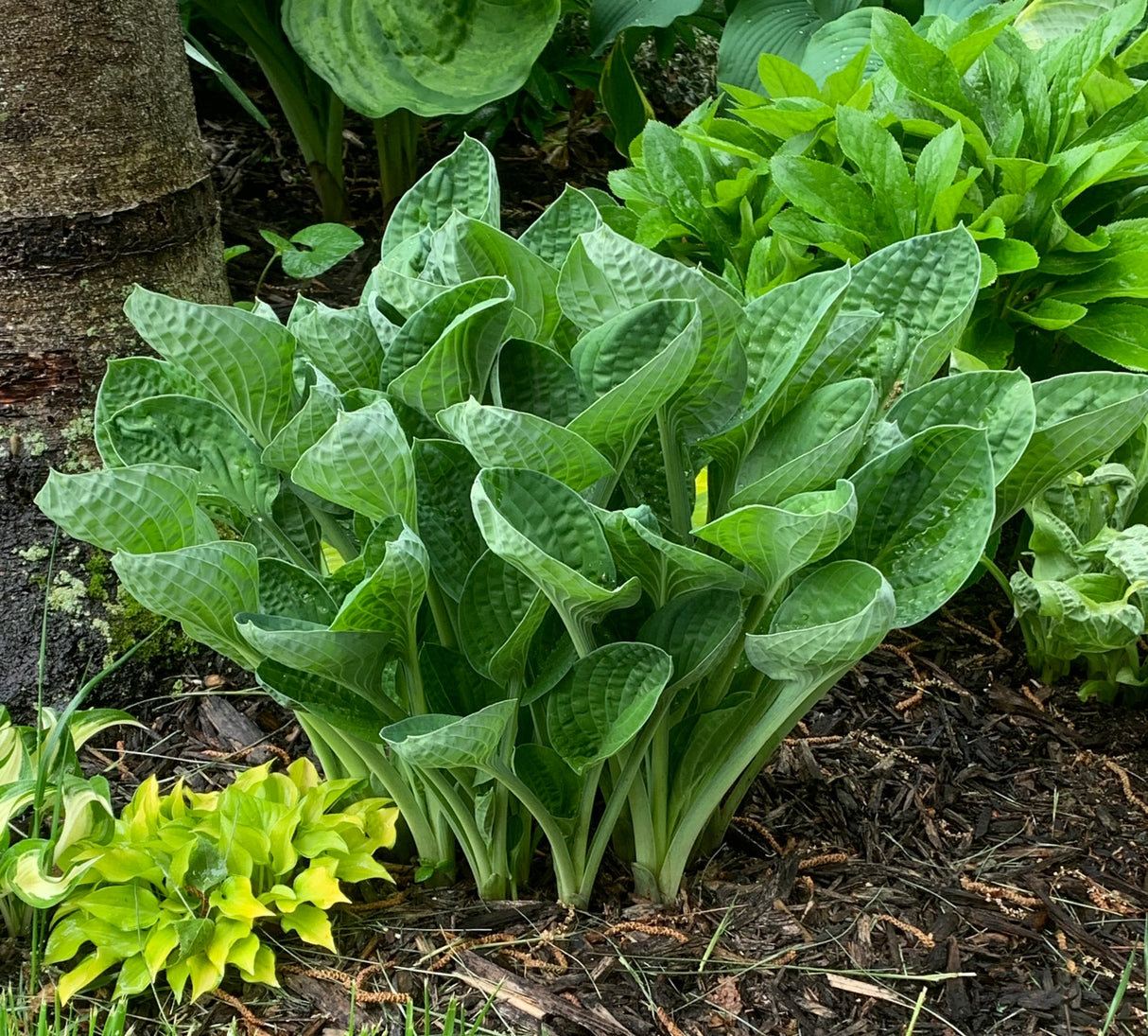 Hold My Beer Hosta