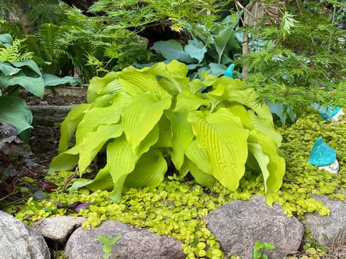 Honeydripper Hosta