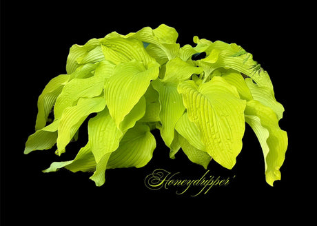 Honeydripper Hosta