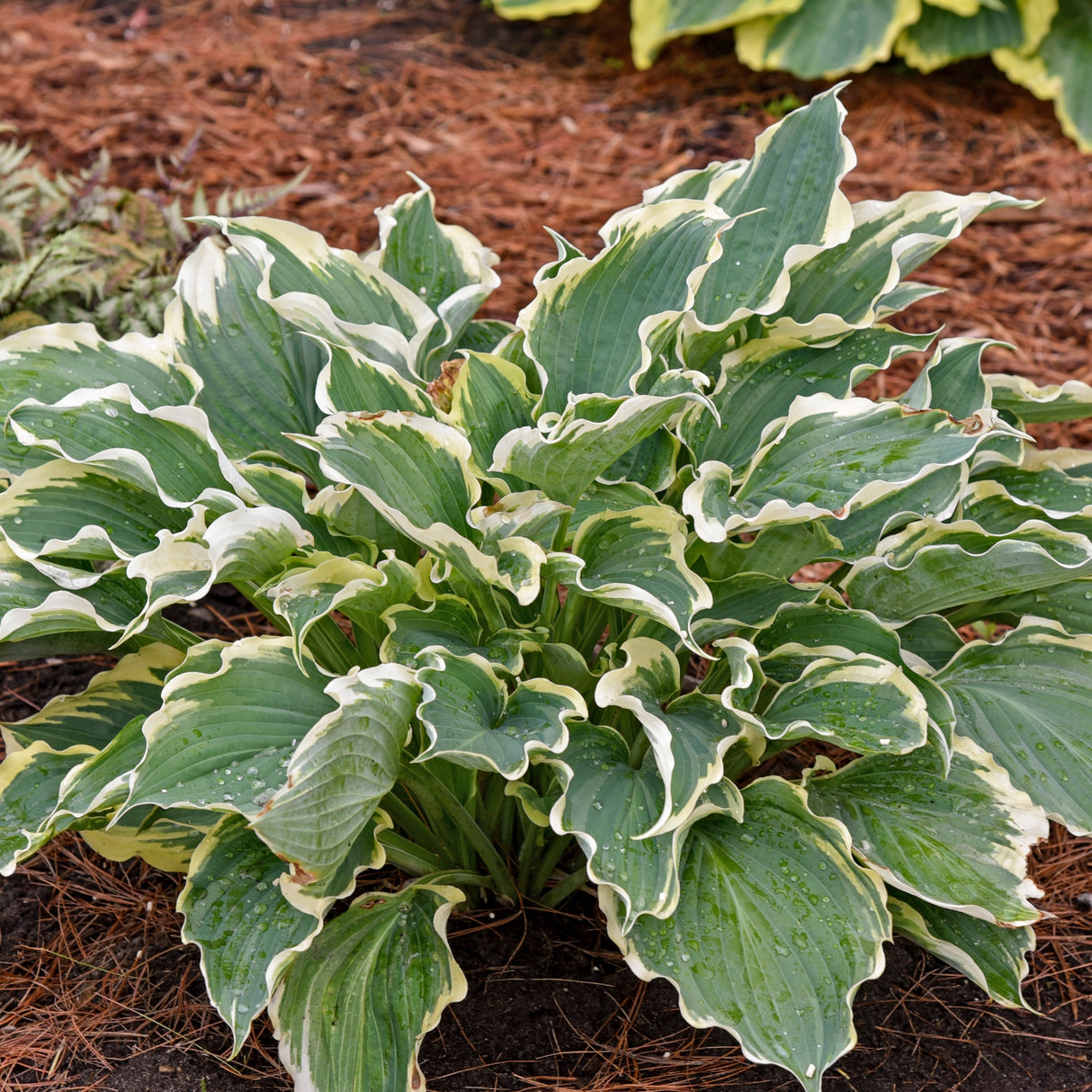 Hope Springs Eternal Hosta PP33266