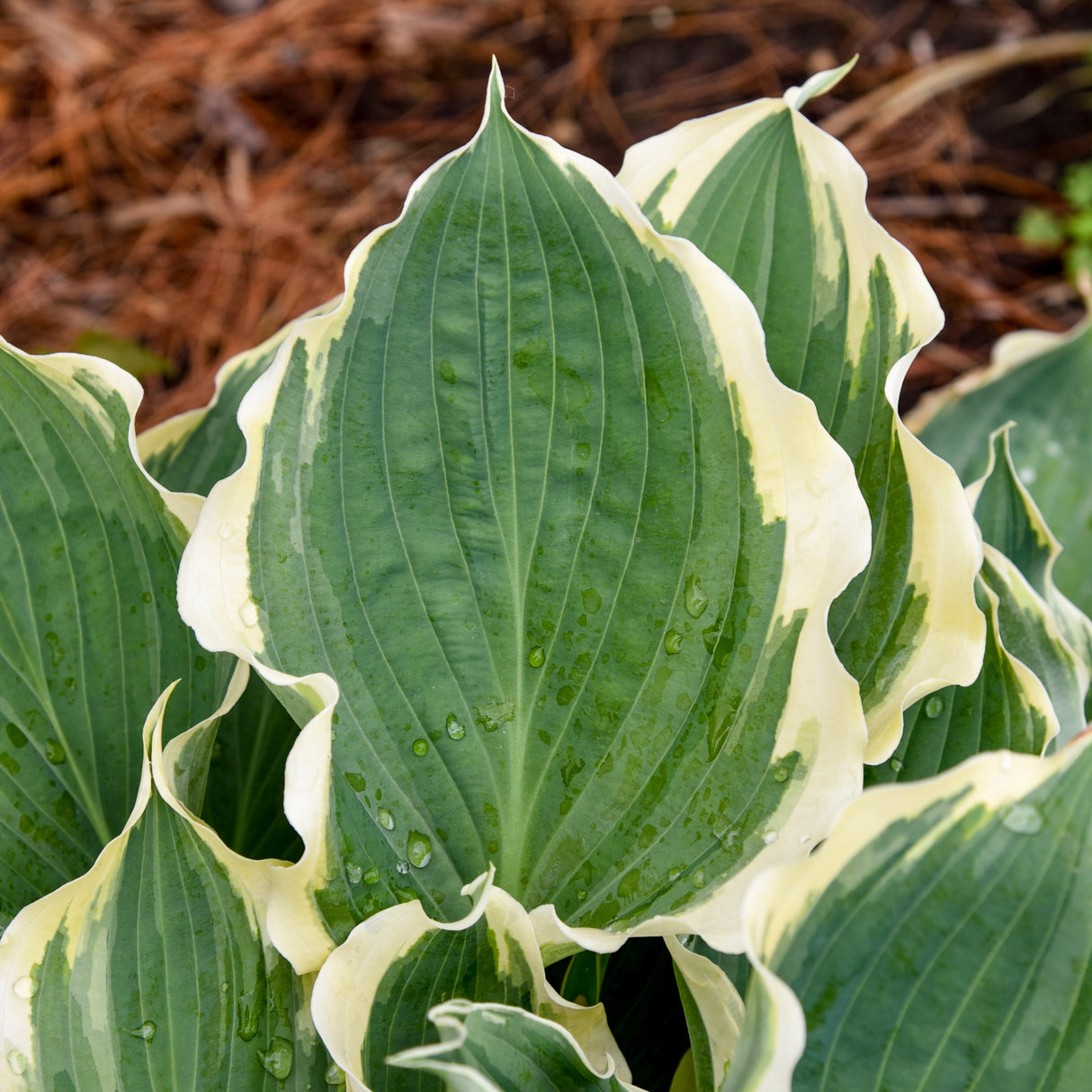 Hope Springs Eternal Hosta PP33266