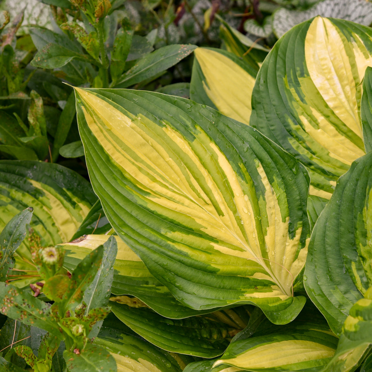 Affair to Remember PP35945 Hosta