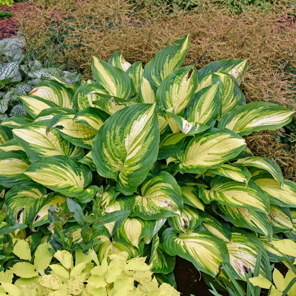 Affair to Remember PP35945 Hosta