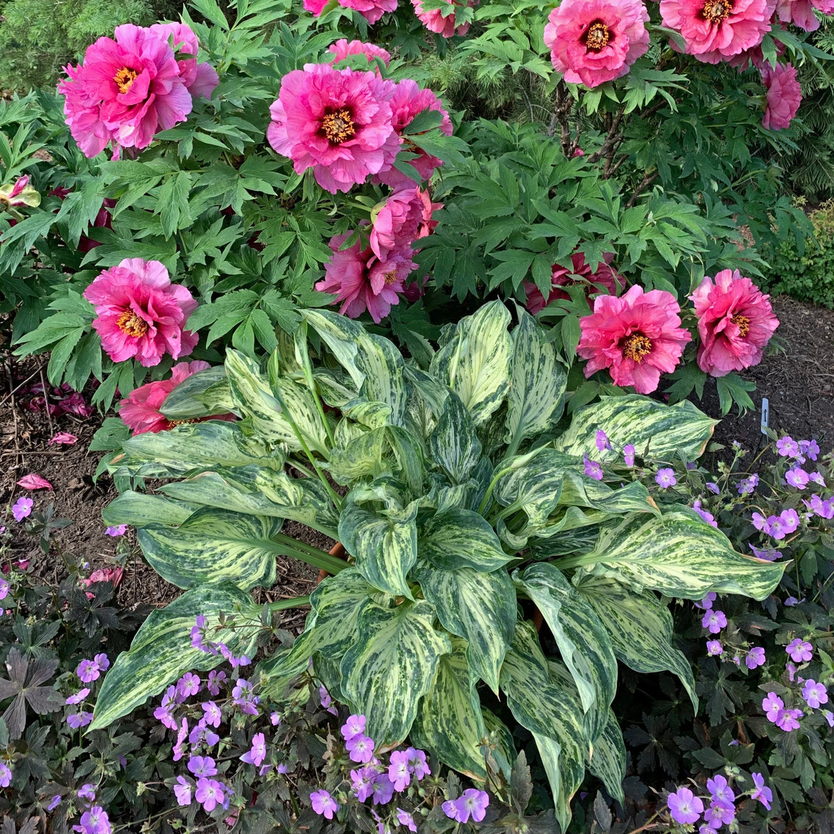 Emperor's New Clothes PP34312 Hosta