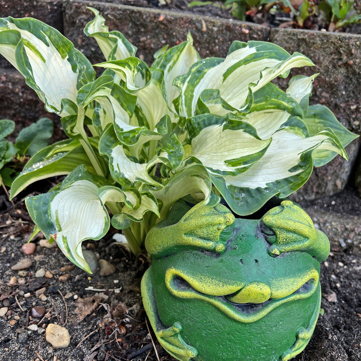 Frog in My Throat Hosta