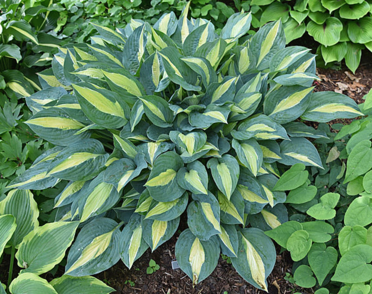 Hot Kiss Hosta