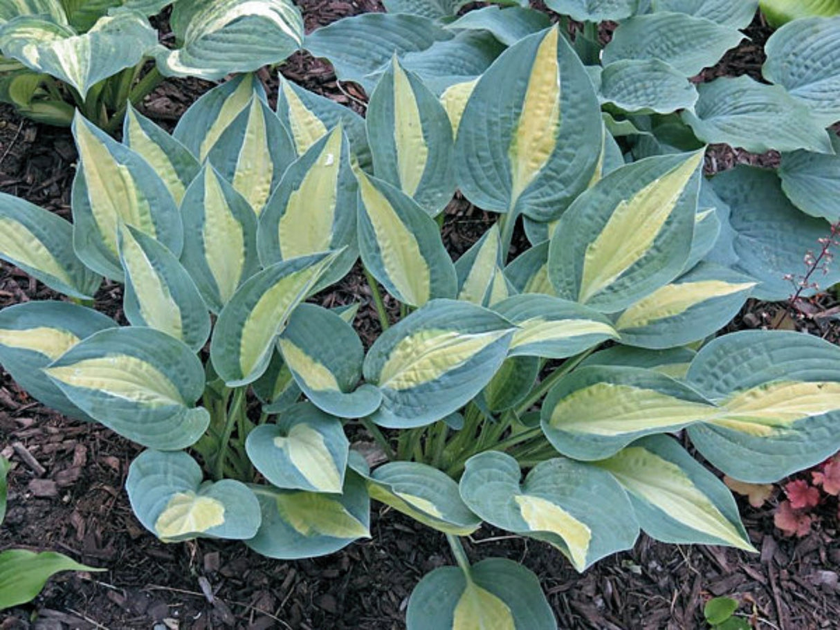 Hot Kiss Hosta