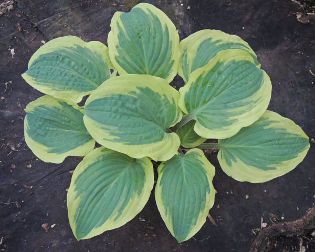 Hot Stuff Hosta
