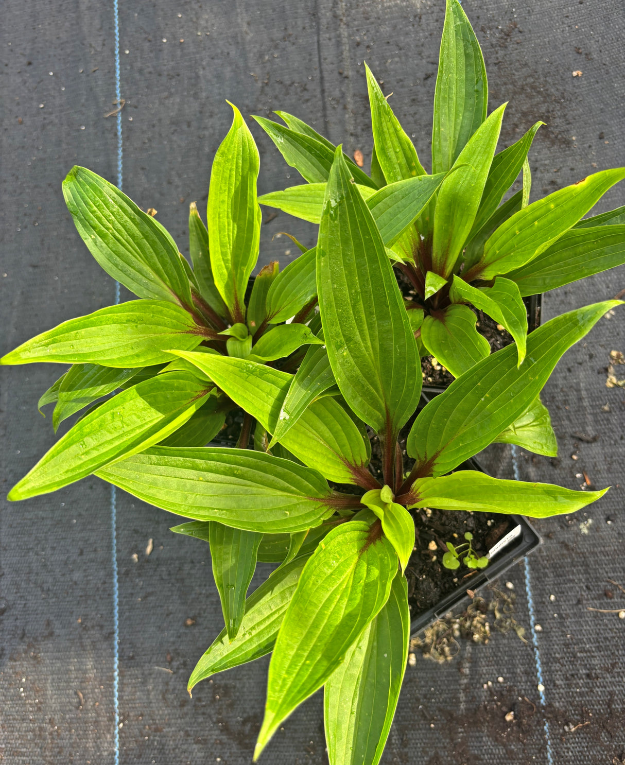 Houdini Hosta